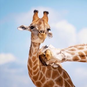 Meet your Posher, Juliette